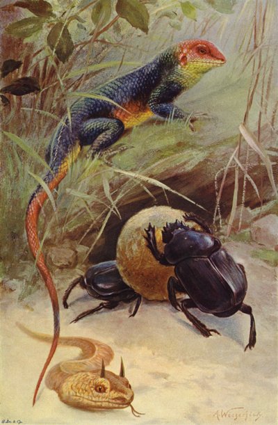 Agama, víbora cornuda y escarabajo sagrado de after Wilhelm Kuhnert