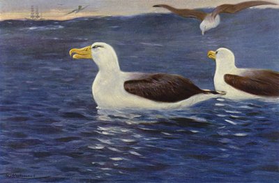 Albatros de after Wilhelm Kuhnert