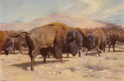 Bisonte americano de after Wilhelm Kuhnert