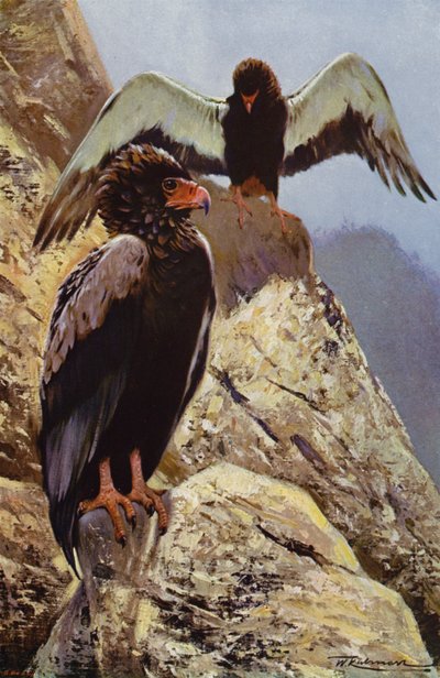Águila bateleur de after Wilhelm Kuhnert