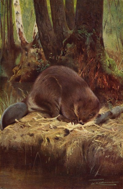 Castor de after Wilhelm Kuhnert