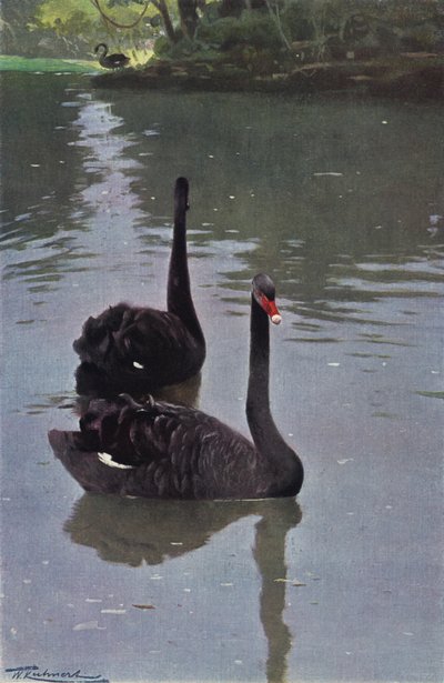 Cisne negro de after Wilhelm Kuhnert