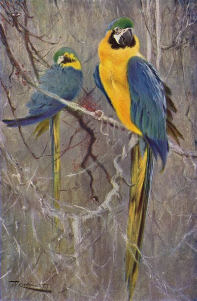 Guacamayo azul de after Wilhelm Kuhnert