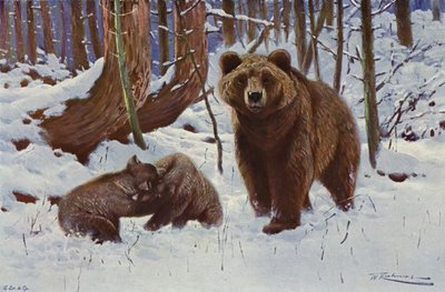 Oso Pardo de after Wilhelm Kuhnert