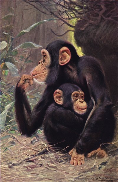 Chimpancé de after Wilhelm Kuhnert