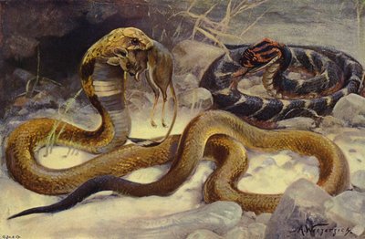 Cobra y víbora bufadora de after Wilhelm Kuhnert