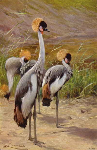 Grulla coronada de after Wilhelm Kuhnert