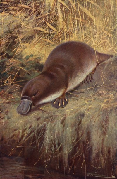 Ornitorrinco de after Wilhelm Kuhnert