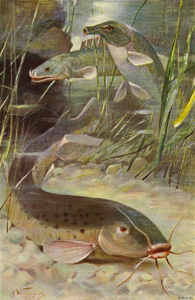 Pez gato eléctrico, bichir, pez cofre de after Wilhelm Kuhnert