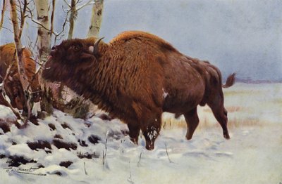 Bisonte Europeo de after Wilhelm Kuhnert