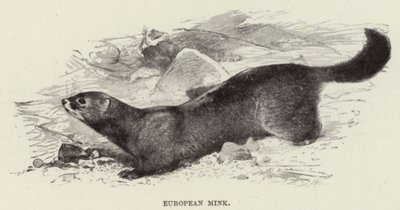 Visón europeo de after Wilhelm Kuhnert