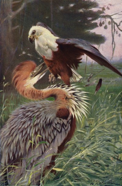 Garza gigante y águila marina de after Wilhelm Kuhnert