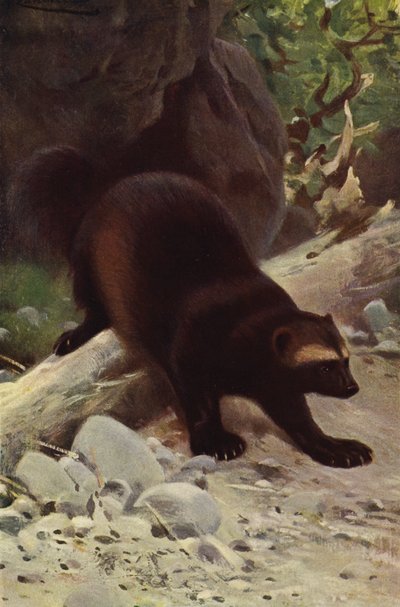 Glotón o Gulo de after Wilhelm Kuhnert