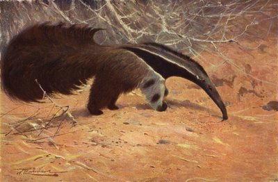 Oso hormiguero gigante de after Wilhelm Kuhnert