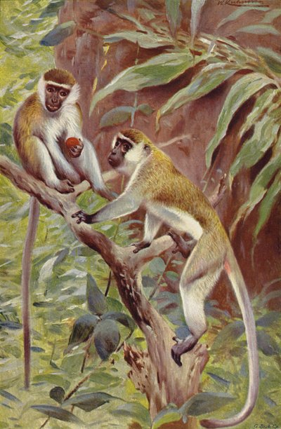 Mono Verde de after Wilhelm Kuhnert