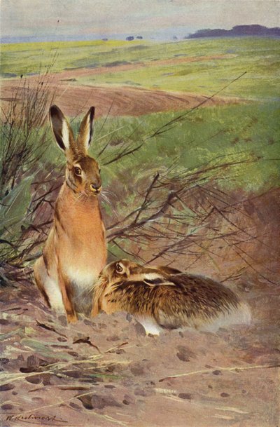 Liebre de after Wilhelm Kuhnert