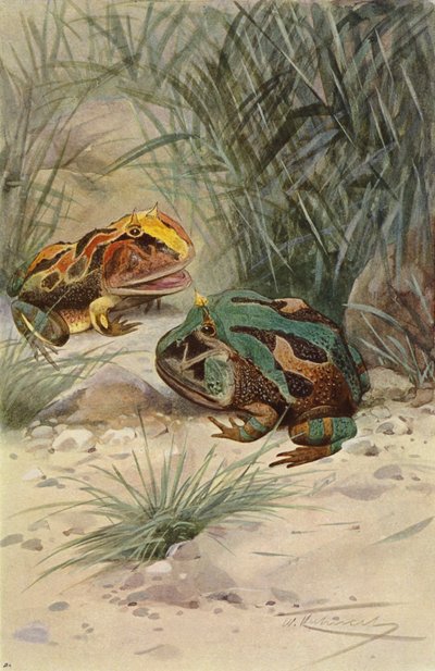 Rana cornuda de after Wilhelm Kuhnert