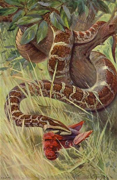 Pitón indio de after Wilhelm Kuhnert
