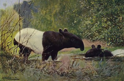 Tapir indio de after Wilhelm Kuhnert