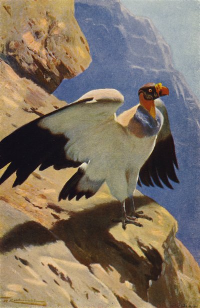 Buitre rey de after Wilhelm Kuhnert