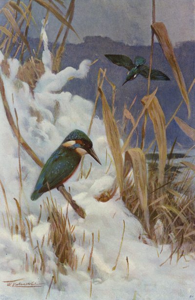 Martín Pescador de after Wilhelm Kuhnert