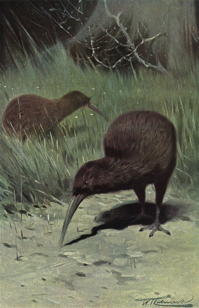 Kiwi de after Wilhelm Kuhnert