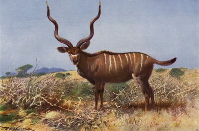 Kudu de after Wilhelm Kuhnert
