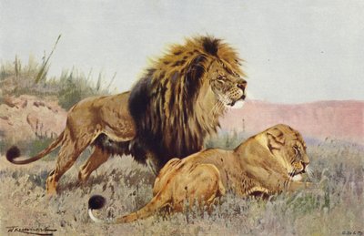 León y Leona de after Wilhelm Kuhnert