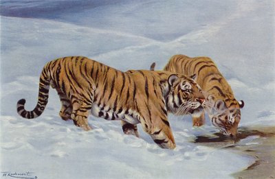 Tigre de Manchuria de after Wilhelm Kuhnert