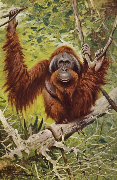 Orangután de after Wilhelm Kuhnert