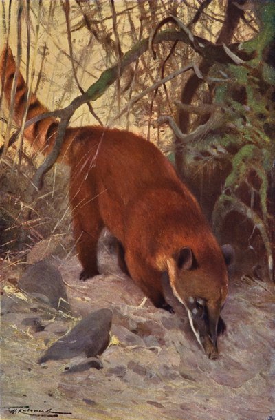 Coatí rojo de after Wilhelm Kuhnert
