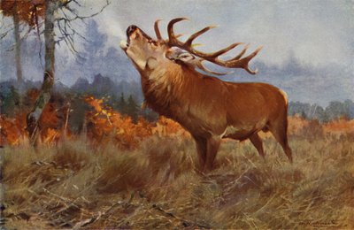 Ciervo Rojo de after Wilhelm Kuhnert