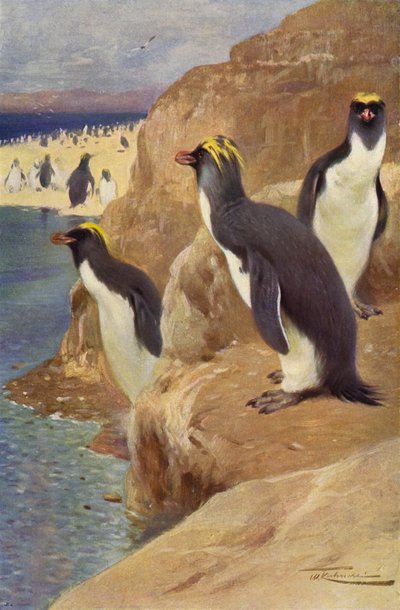 Pingüino de roca de after Wilhelm Kuhnert