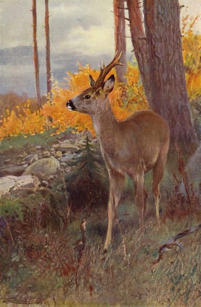 Corzo de after Wilhelm Kuhnert