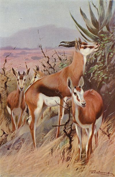 Springbok de after Wilhelm Kuhnert