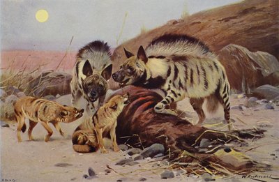 Hiena Rayada y Chacal de after Wilhelm Kuhnert