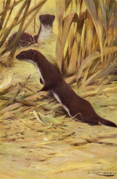 Comadreja de after Wilhelm Kuhnert