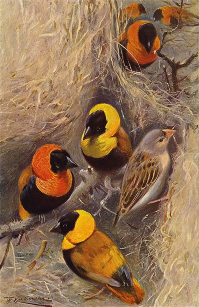 Pájaros tejedores de after Wilhelm Kuhnert