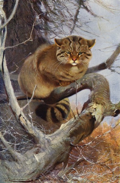 Gato Montés de after Wilhelm Kuhnert