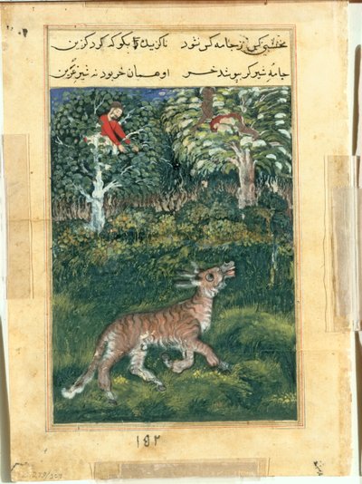 El burro, con piel de tigre, revela su identidad al rebuznar en voz alta, de un Tuti-nama (Cuentos de un Loro): Trigésima primera noche de attributed to Basavana