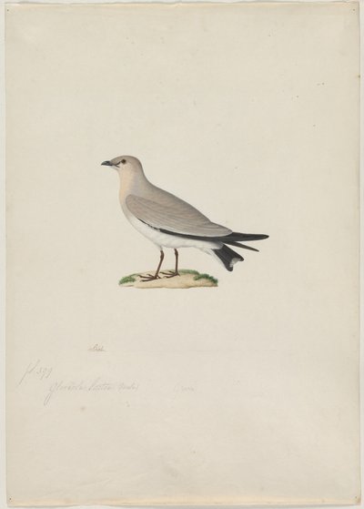 Small Pratincole (Glareola lactea) de attributed to Paul Hüet