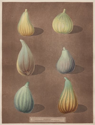 Pomona Britannica: No. 74 - Higos de attributed to Richard Brookshaw