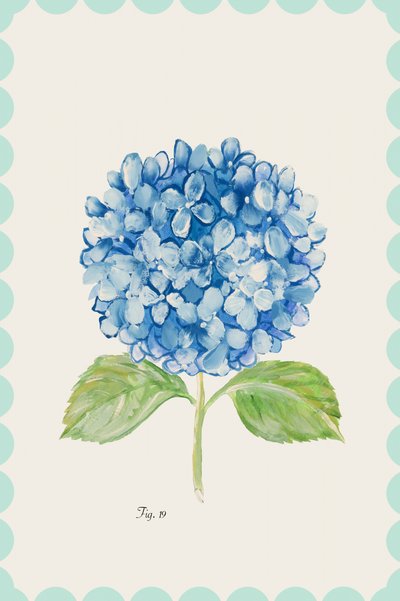Ilustración de una hortensia azul de cartissi