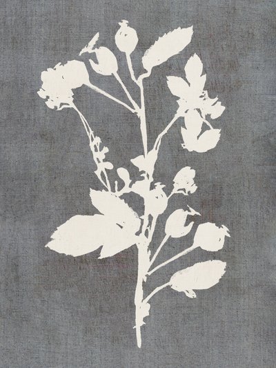 Silueta botánica de rosa de cartissi