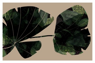 Hojas tropicales oscuras de cartissi