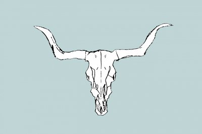 Cráneo de toro del desierto de cartissi