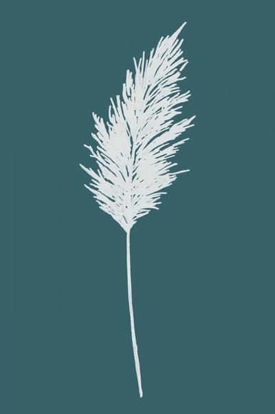 Elegante pluma de pampa de cartissi