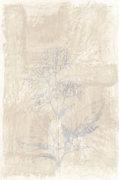 Boceto botánico descolorido de cartissi