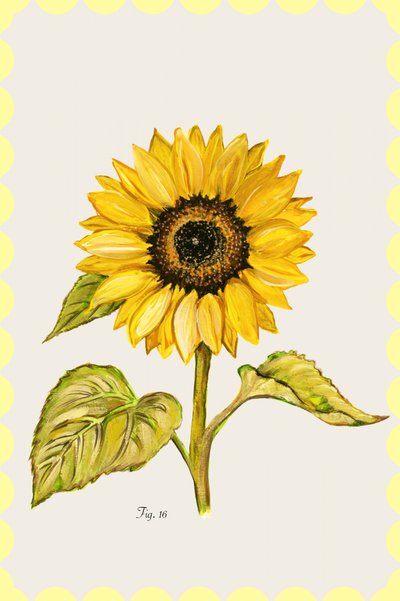 Girasol dorado botánico de cartissi