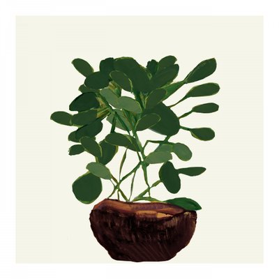 Planta verde en maceta de cartissi